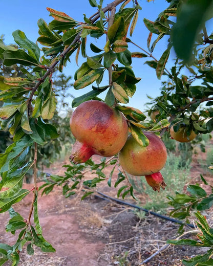 Eversweet Pomegranate Grafted Fruit Plant – High Yielding Sweet Juicy Anar Tree Variety