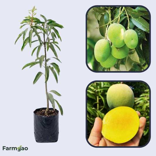 Extrema Mango Aam Grafted Healthy Fruit Plant