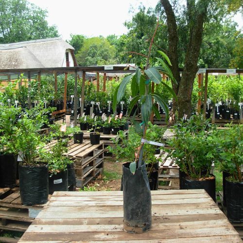 Extrema Mango Aam Grafted Healthy Fruit Plant