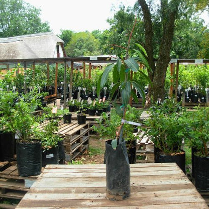 Extrema Mango Aam Grafted Healthy Fruit Plant