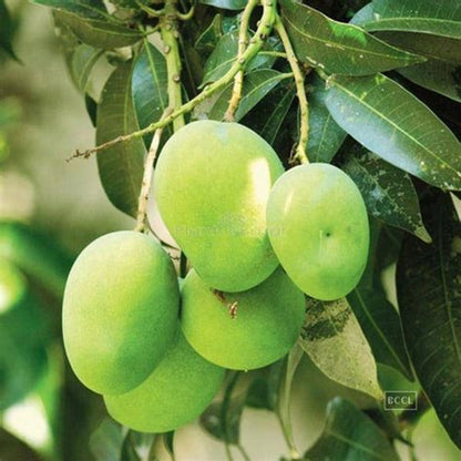 Extrema Mango Aam Grafted Healthy Fruit Plant