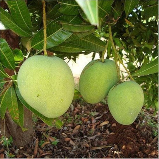 Extrema Mango Aam Grafted Healthy Fruit Plant