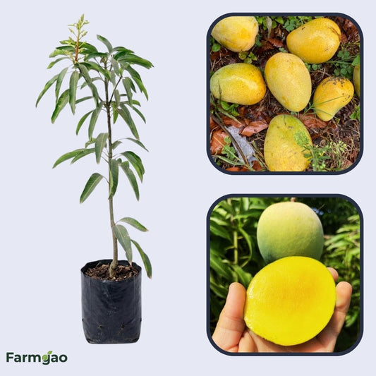 Fairchild Mango Aam Grafted Healthy Fruit Plant