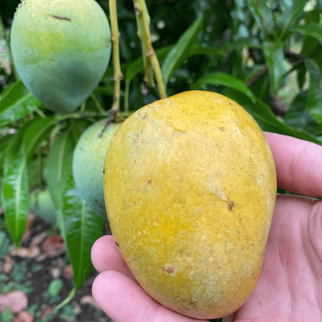Fairchild Mango Aam Grafted Healthy Fruit Plant