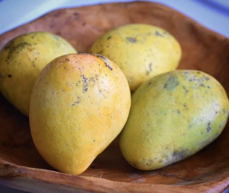 Fairchild Mango Aam Grafted Healthy Fruit Plant