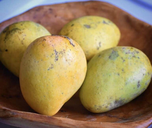 Fairchild Mango Aam Grafted Healthy Fruit Plant