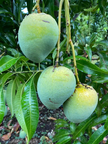 Fairchild Mango Aam Grafted Healthy Fruit Plant