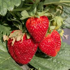 Fairfax Strawberry Healthy Sweet Home Garden Kitchen Garden Terrace Balcony Fruit Plant