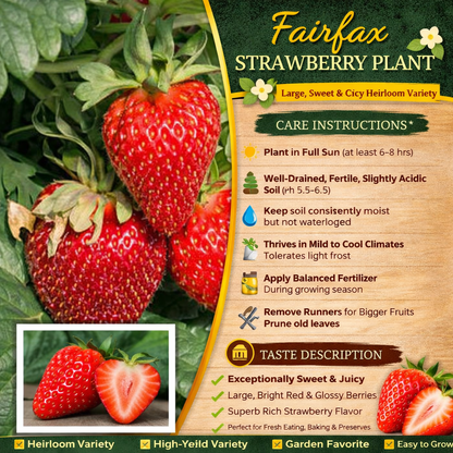 Fairfax Strawberry Healthy Sweet Home Garden Kitchen Garden Terrace Balcony Fruit Plant