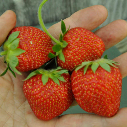 Fairfax Strawberry Healthy Sweet Home Garden Kitchen Garden Terrace Balcony Fruit Plant