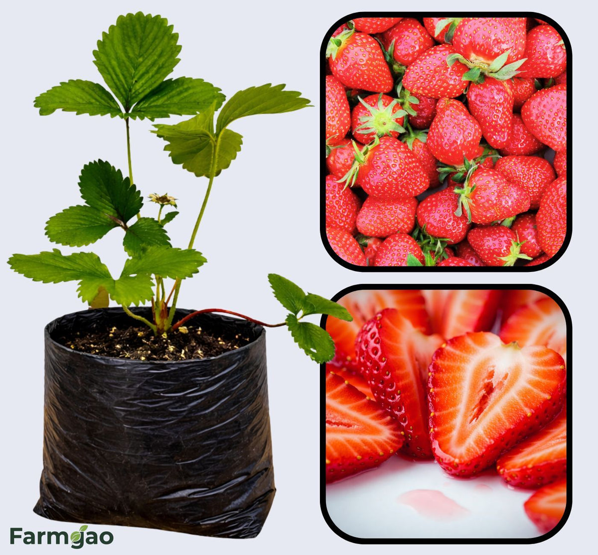 Fairfax Strawberry Healthy Sweet Home Garden Kitchen Garden Terrace Balcony Fruit Plant