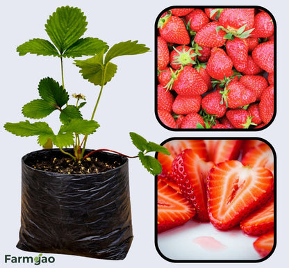 Fairfax Strawberry Healthy Sweet Home Garden Kitchen Garden Terrace Balcony Fruit Plant