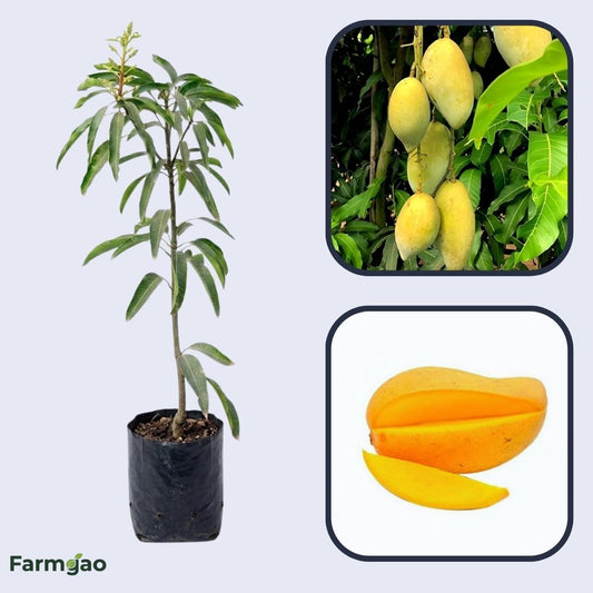 Fajri Kalan Mango Aam Grafted Healthy Fruit Plant