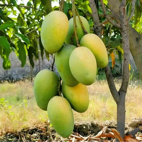 Fajri Kalan Mango Aam Grafted Healthy Fruit Plant