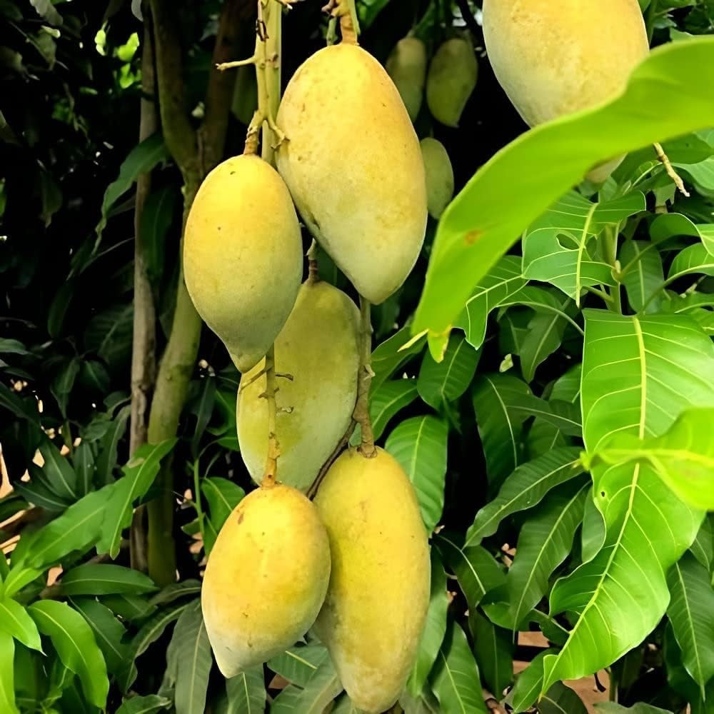 Fajri Kalan Mango Aam Grafted Healthy Fruit Plant