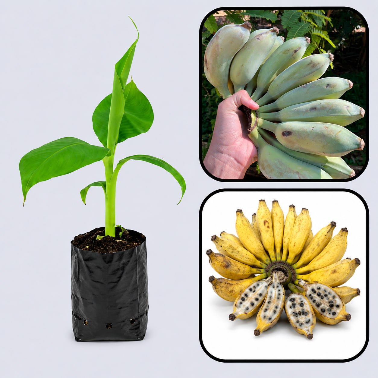 False Horn Plantain Banana Healthy Sweet Tissue Cultured Fruit Plant