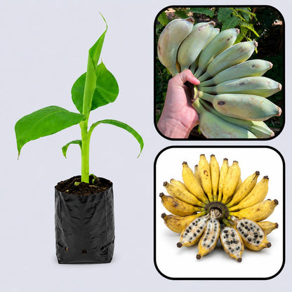 False Horn Plantain Banana Healthy Sweet Tissue Cultured Fruit Plant