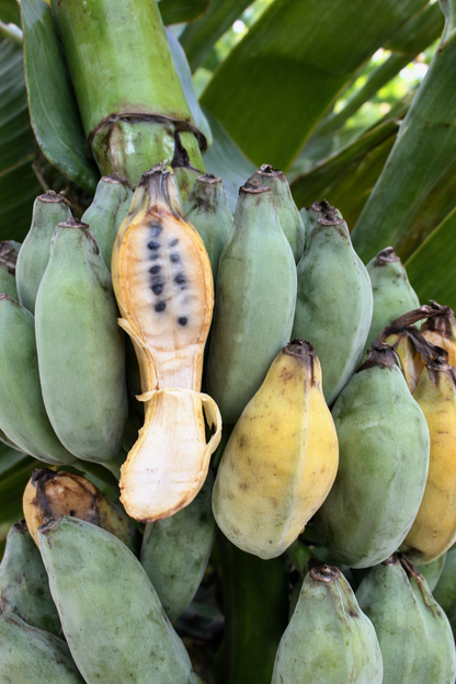 False Horn Plantain Banana Healthy Sweet Tissue Cultured Fruit Plant