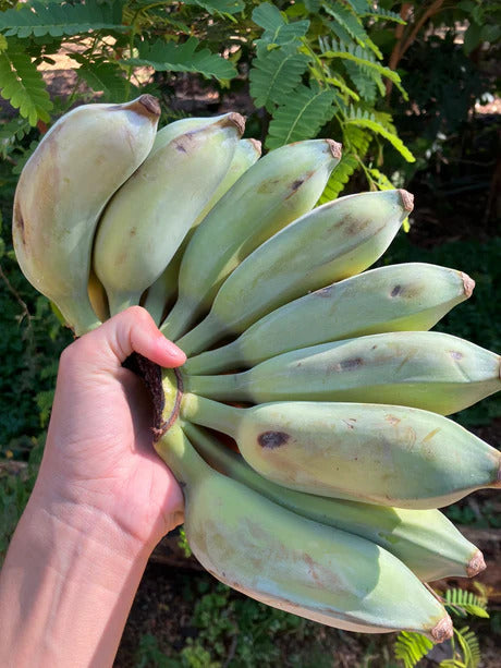 False Horn Plantain Banana Healthy Sweet Tissue Cultured Fruit Plant