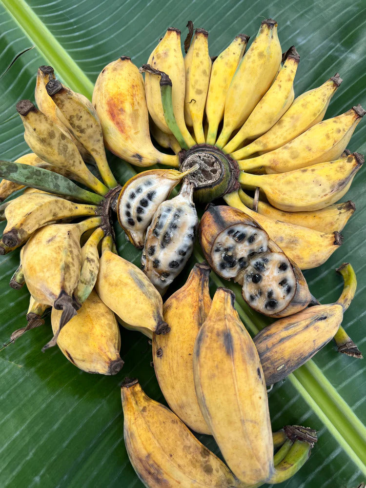 False Horn Plantain Banana Healthy Sweet Tissue Cultured Fruit Plant