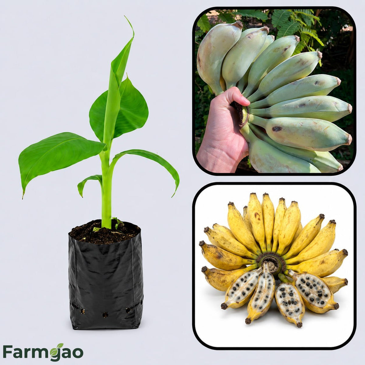 False Horn Plantain Banana Healthy Sweet Tissue Cultured Fruit Plant