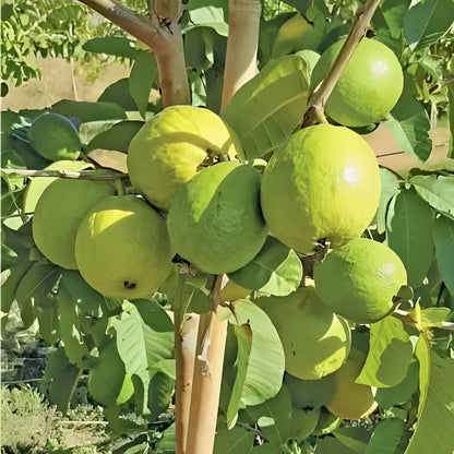 Fan Retief Guava Air Layered Healthy Fruit Plant