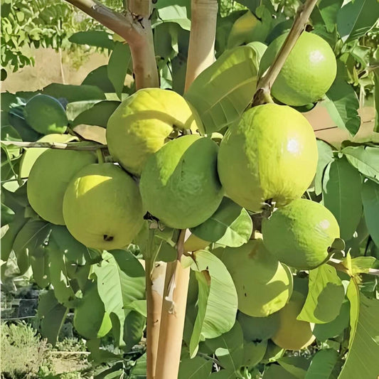 Fan Retief Guava Air Layered Healthy Fruit Plant