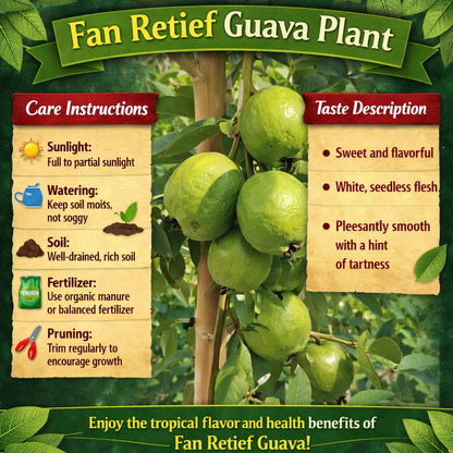 Fan Retief Guava Air Layered Healthy Fruit Plant