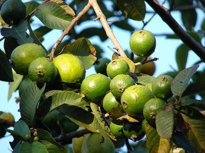 Fan Retief Guava Air Layered Healthy Fruit Plant