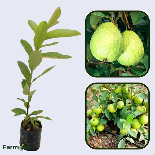Farang Guava Air Layered Healthy Fruit Plant