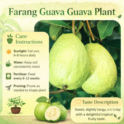 Farang Guava Air Layered Healthy Fruit Plant