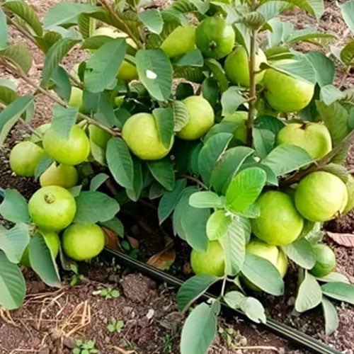 Farang Guava Air Layered Healthy Fruit Plant