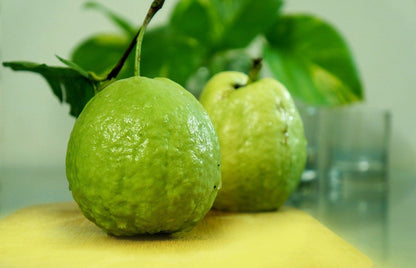 Farang Guava Air Layered Healthy Fruit Plant