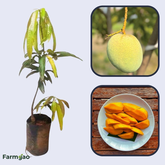 Fascell Mango Aam Grafted Healthy Fruit Plant