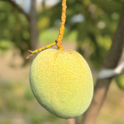 Fascell Mango Aam Grafted Healthy Fruit Plant