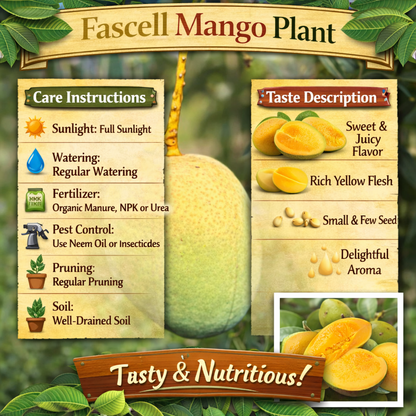 Fascell Mango Aam Grafted Healthy Fruit Plant