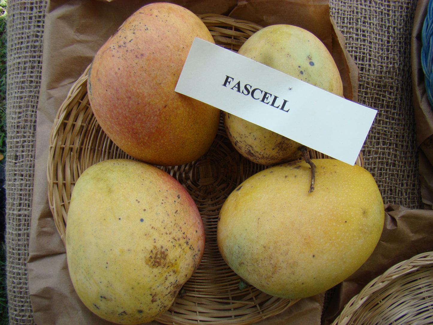 Fascell Mango Aam Grafted Healthy Fruit Plant