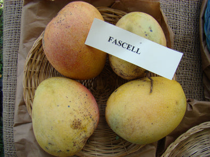 Fascell Mango Aam Grafted Healthy Fruit Plant