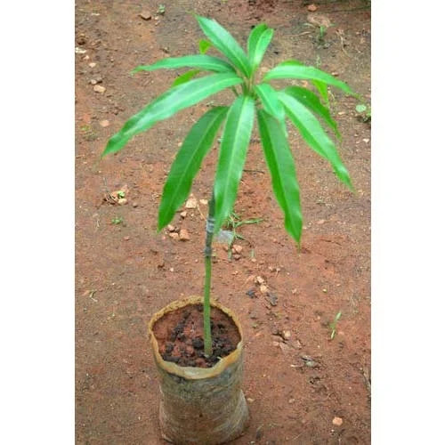 Fascell Mango Aam Grafted Healthy Fruit Plant