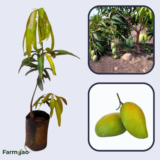 Fazli Mango Aam Grafted Healthy Fruit Plant