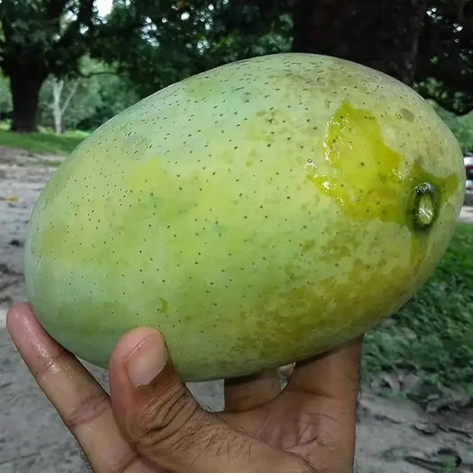 Fazli Mango Aam Grafted Healthy Fruit Plant