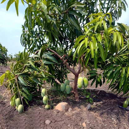 Fazli Mango Aam Grafted Healthy Fruit Plant