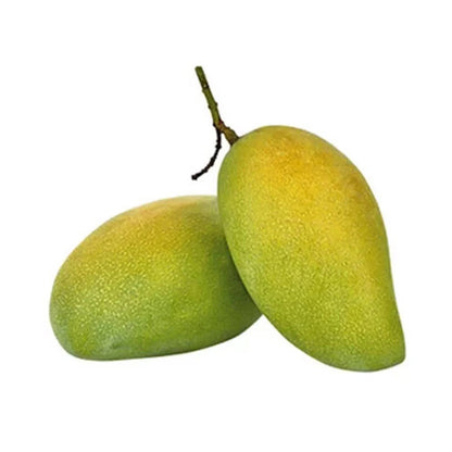 Fazli Mango Aam Grafted Healthy Fruit Plant