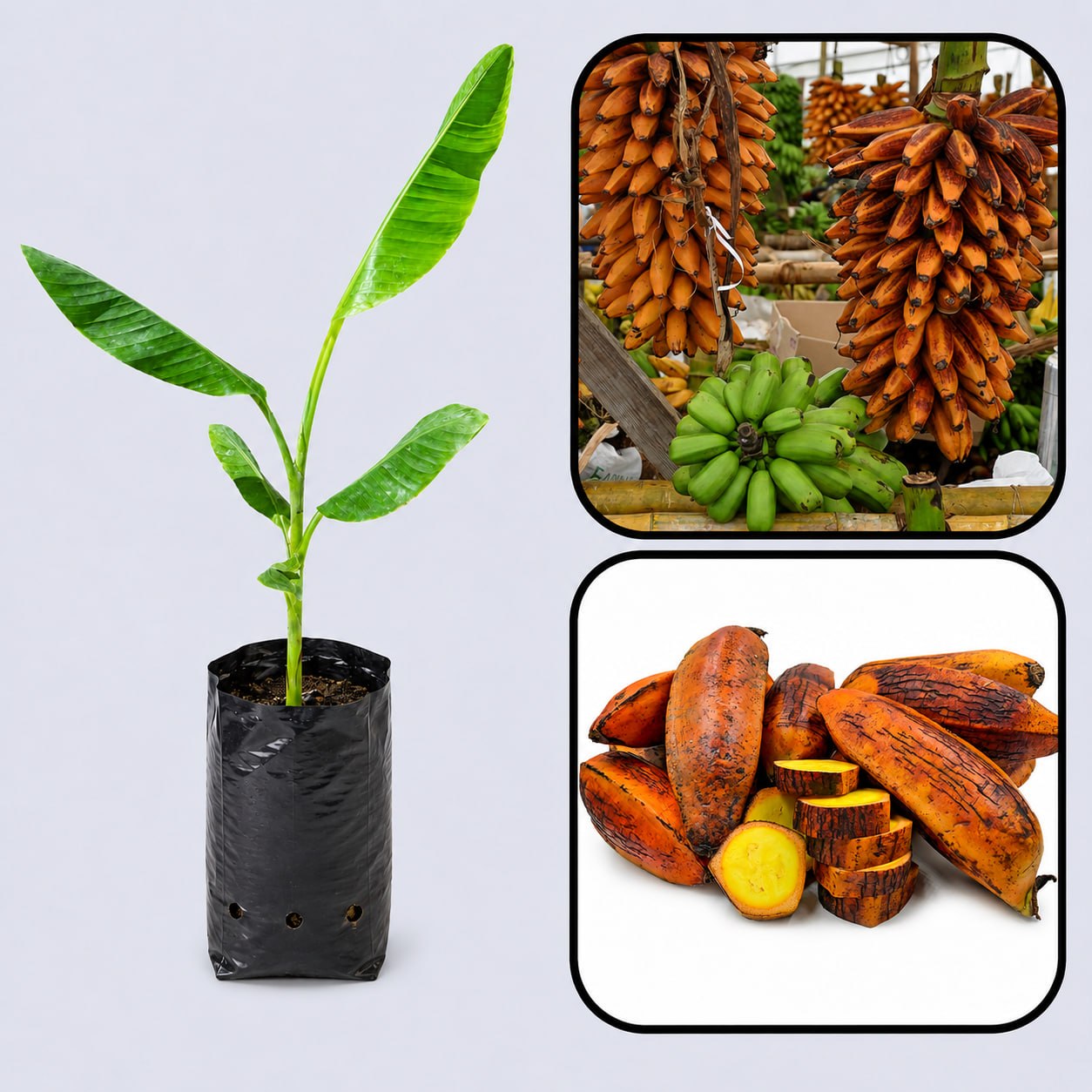 Fe’i Banana Healthy Sweet Tissue Cultured Fruit Plant