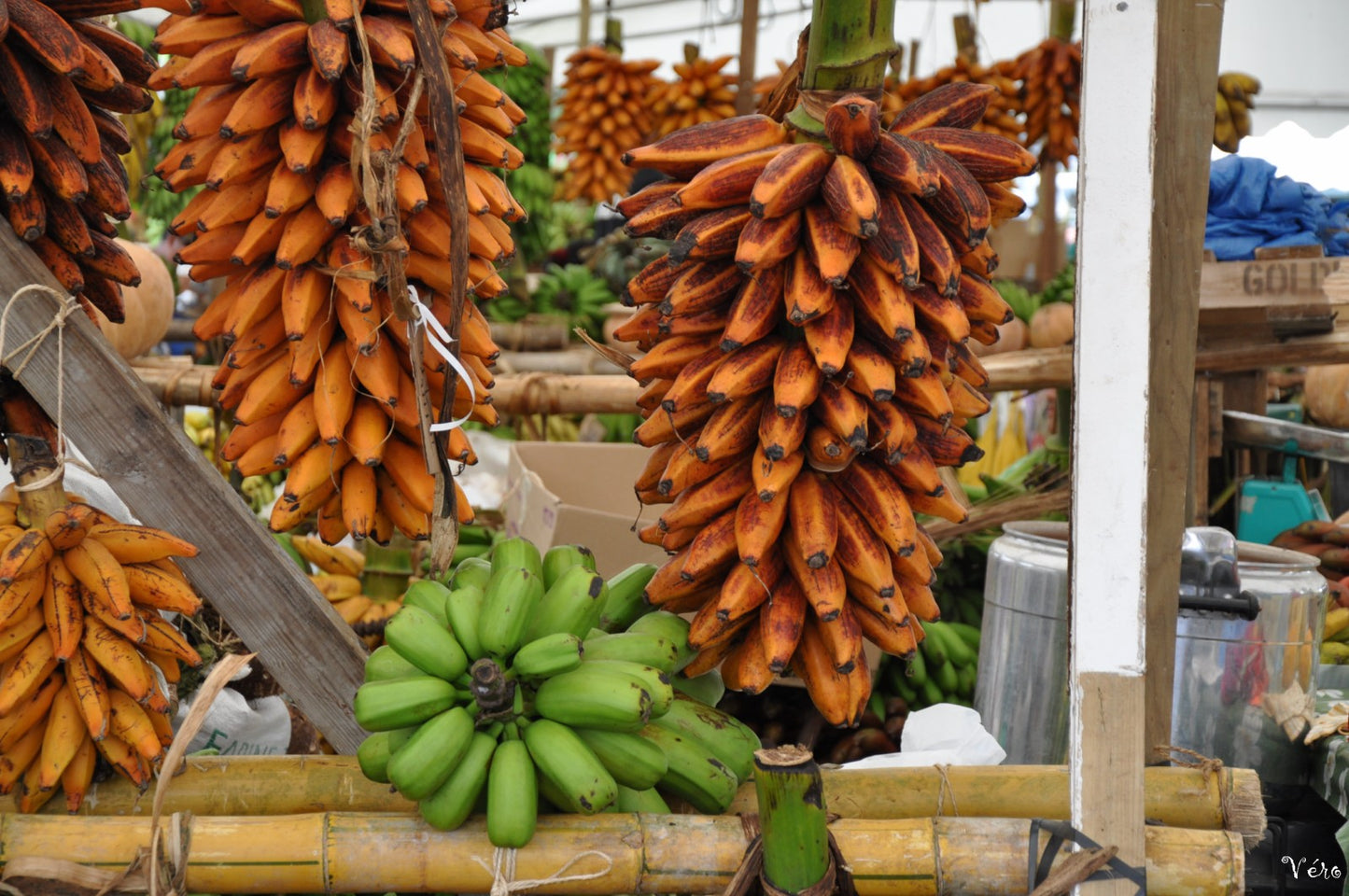 Fe’i Banana Healthy Sweet Tissue Cultured Fruit Plant