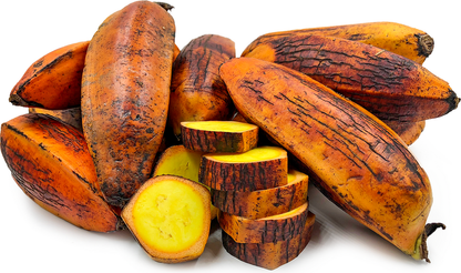 Fe’i Banana Healthy Sweet Tissue Cultured Fruit Plant