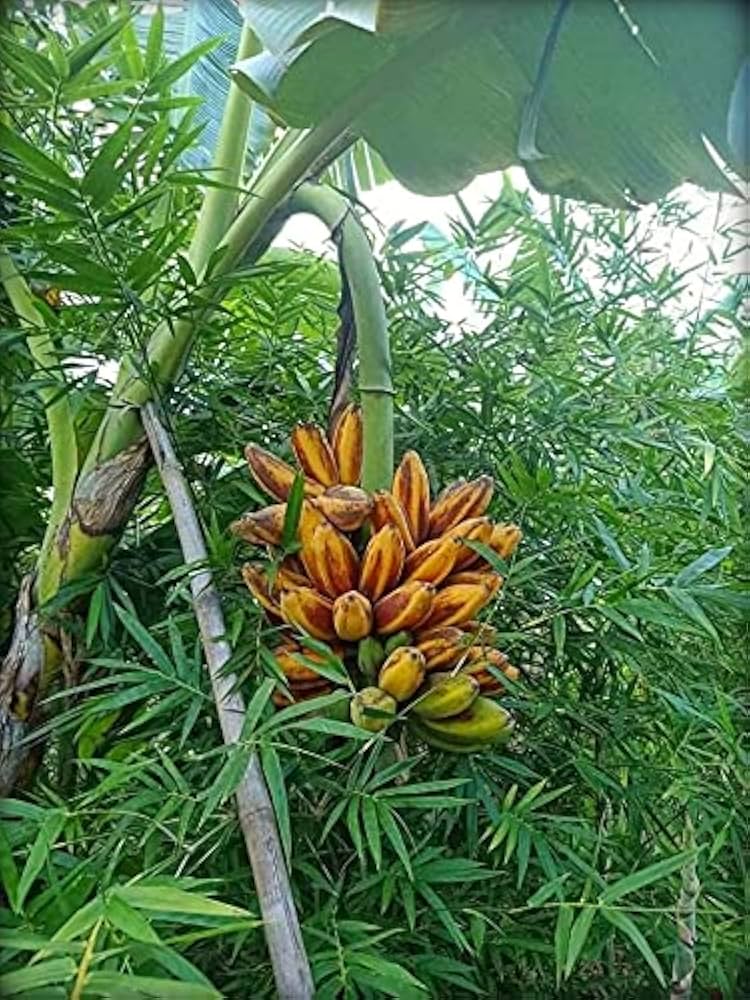 Fe’i Banana Healthy Sweet Tissue Cultured Fruit Plant