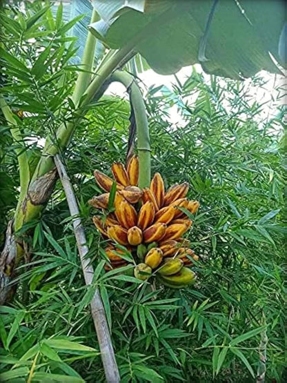 Fe’i Banana Healthy Sweet Tissue Cultured Fruit Plant