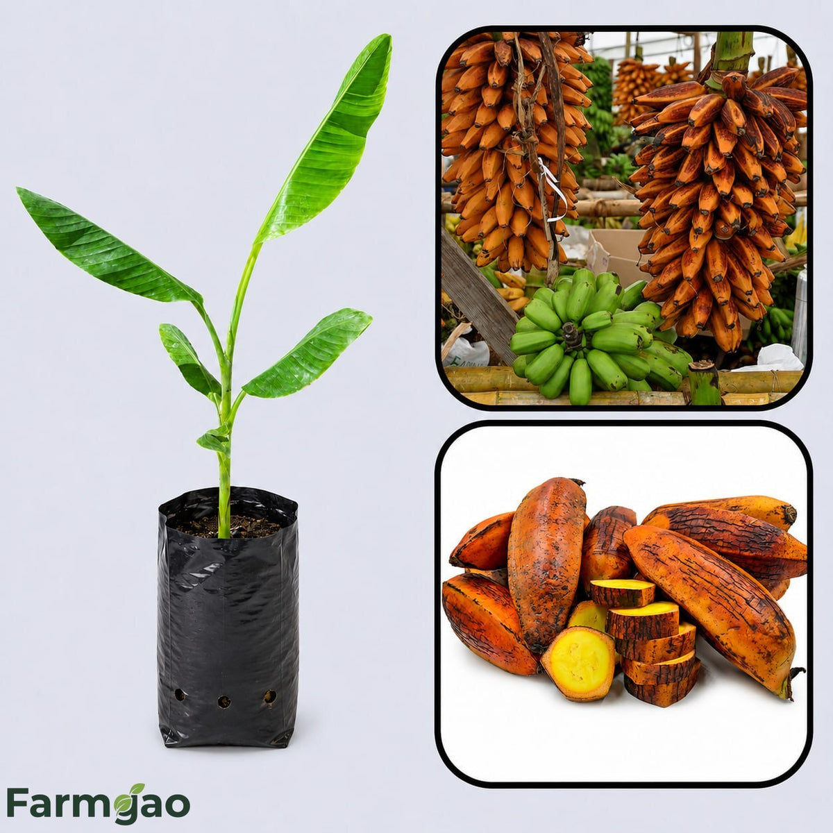 Fe’i Banana Healthy Sweet Tissue Cultured Fruit Plant