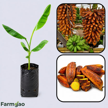 Fe’i Banana Healthy Sweet Tissue Cultured Fruit Plant